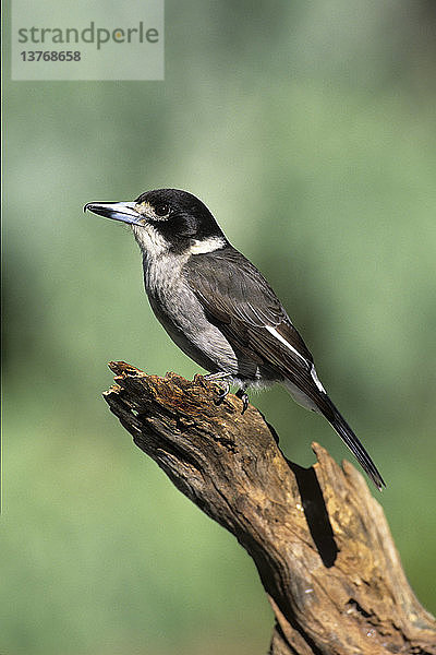 Grauer Metzgervogel  Cracticus torquatus  Weibchen  Australien