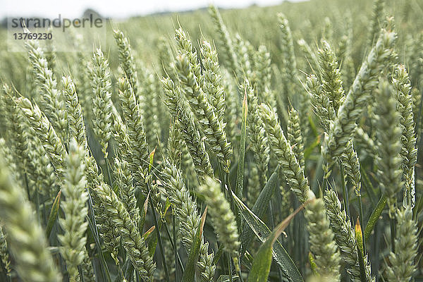 Weizenanbau auf einem Feld  Suffolk  England