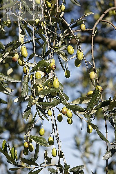 Oliven  Italien.