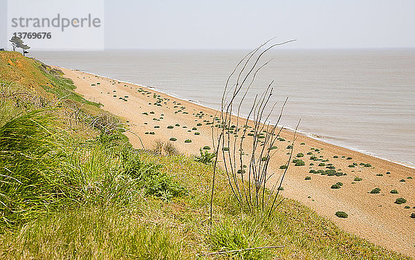 Meerkohl auf einem bewachsenen Kiesstrand bei Bawdsey  Suffolk  England