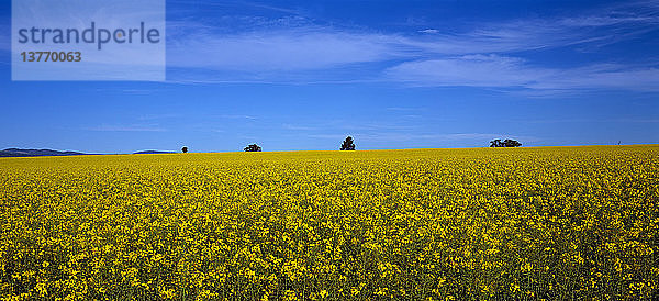 Rapsfeld in der Blütezeit Central New South Wales  Australien