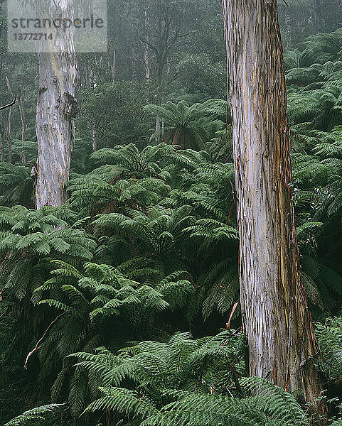 Glänzende Eukalyptusbäume und Baumfarne Errinundra National Park  East Gippsland  Victoria  Australien