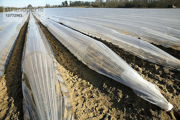 Plastikplanen zum Schutz der frühen Gemüseernte auf einem Feld  Hollesley  Suffolk  England