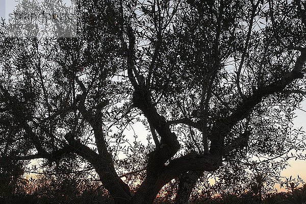 Olivenbaum auf der Insel Jerba  Tunesien.