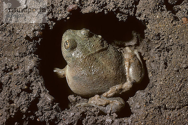 Wasser haltender Frosch  Cyclorana platycephala  der nach einem Regen aus einer unterirdischen Kammer auftaucht  Zentralaustralien