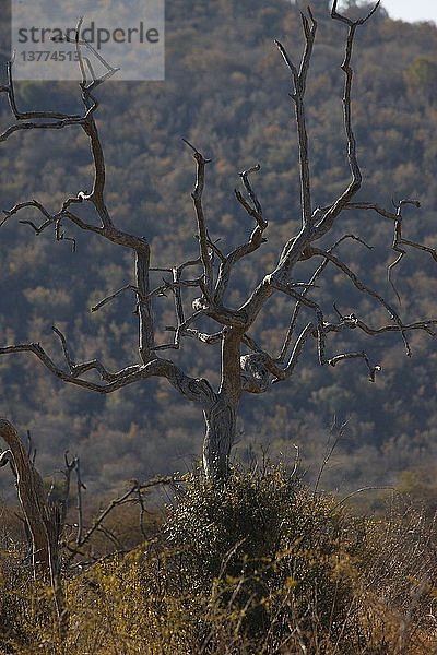 Toter Baum  Südafrika.