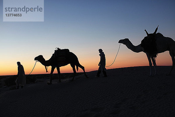Kameltreiber in der Abenddämmerung in der Wüste Sahara