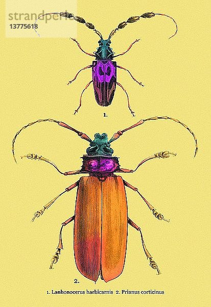 Käfer: Prianus Corticinus und Lanhonocerus Harbicarnis #2 1830