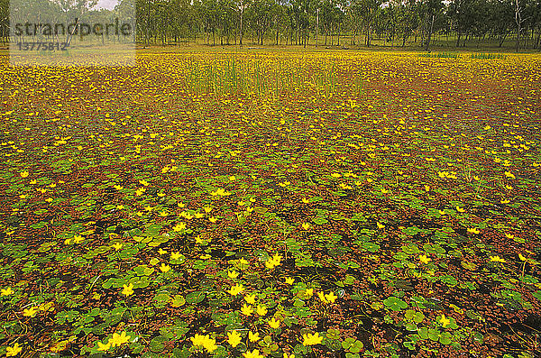 Auenfeuchtgebiet mit reicher Wasserpflanzenwelt  gelben Fransenseerosen (Nymphoides geminata) und rötlichem Azolla-Farn (Azolla filiculoides rubra). Die Auen und Auwälder des Dawson River flussaufwärts des Wildnisgebiets Nathan Gorge umfassen