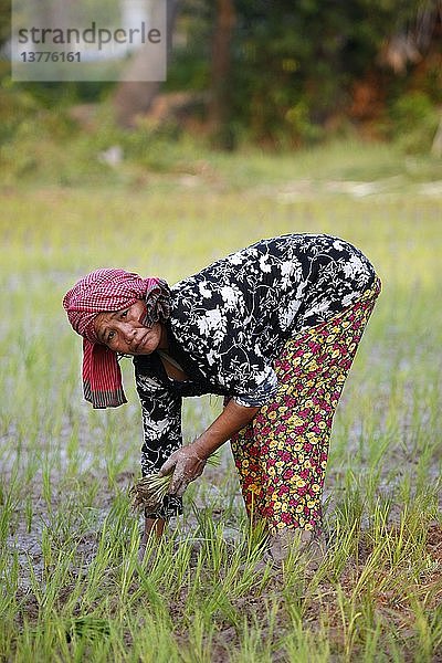 Frau pflanzt Reis in Kambodscha