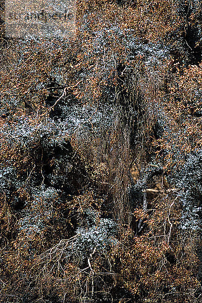 Regeneration nach Buschfeuer  blaues epikormes Wachstum zeigt sich durch die abgestorbenen Blätter  Tidbinbilla Nature Reserve  Australian Capital Territory  Australien