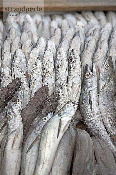 Verkauf von fangfrischem Fisch auf dem Fischmarkt  Essaouira  Marokko