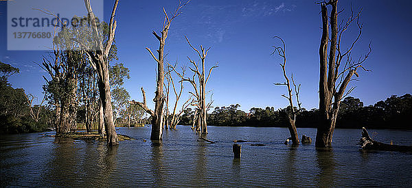 Abgestorbene Eukalyptusbäume im Murray River  die durch die Anhebung des Wasserspiegels für die Bewässerung überflutet wurden  in der Nähe von Mildura  Nordwest Victoria  Australien