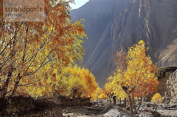 Herbstweiden im Dorf Kagbeni  Mustang  Nepal.