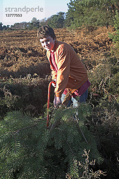 Schneiden von Nadelbäumen aus der Heide zur Verwendung als Weihnachtsbäume  Hollesley Heath  Suffolk  England