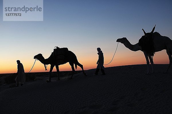Kameltreiber in der Abenddämmerung in der Wüste Sahara  Douz  Tunesien.