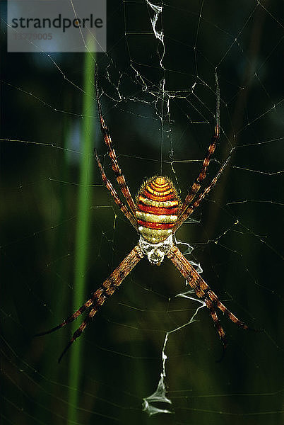 Andreaskreuzspinne im Netz hängend  Oberseite der Spinne  Queensland  Australien