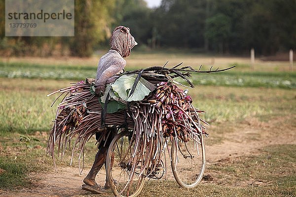 Kambodschanische Frau trägt eine Lotusernte auf einem Fahrrad  Kambodscha.