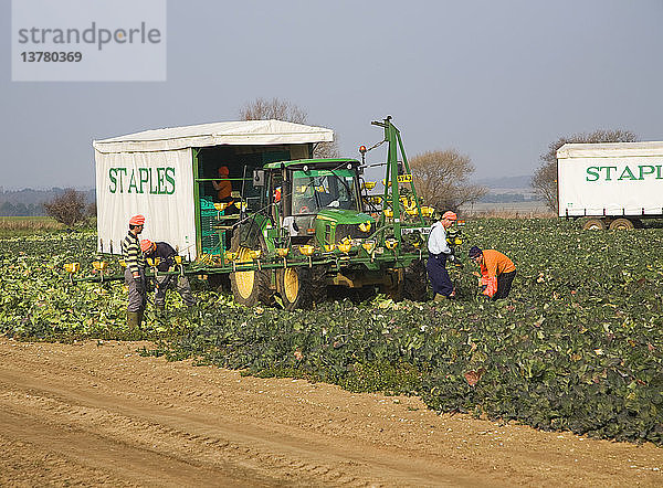 Ein Team von Feldarbeitern der Firma Staples erntet Gemüse in Iken  Suffolk  England