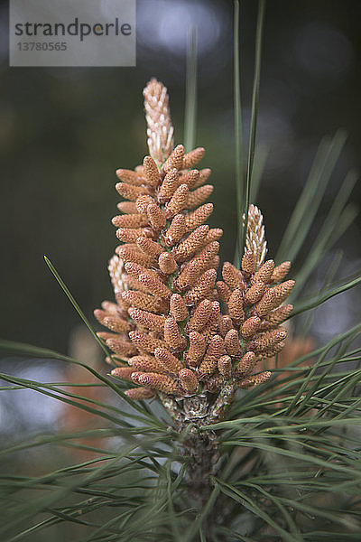 Pinus sylvestris Waldkiefer männliche Blütenähre