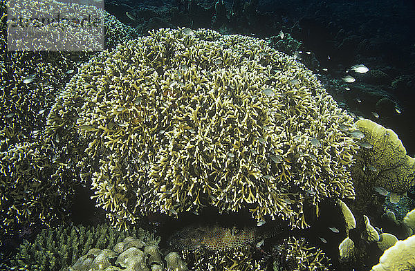 Feuerkoralle  Millepora-Art  eine Hydrokorallenart mit einem sehr schmerzhaften Stachel  Kolonie  Tulamben  Bali  Indonesien