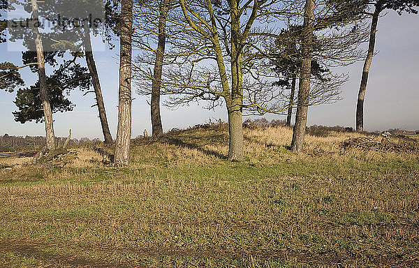Grabhügel Pole Hill Bronzezeitlicher Grabhügel  Foxhall  Suffolk  England