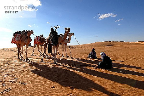 Tuareg und Dromedare  Sebha  Lybien.