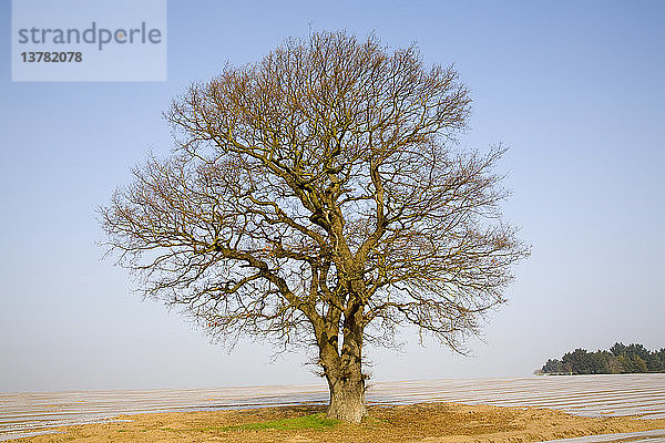 Einzelne blattlose Eiche im Winter vor blauem Himmel  Wantisden  Suffolk  England