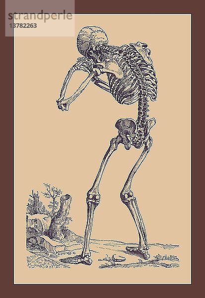 Biegendes Skelett 1543