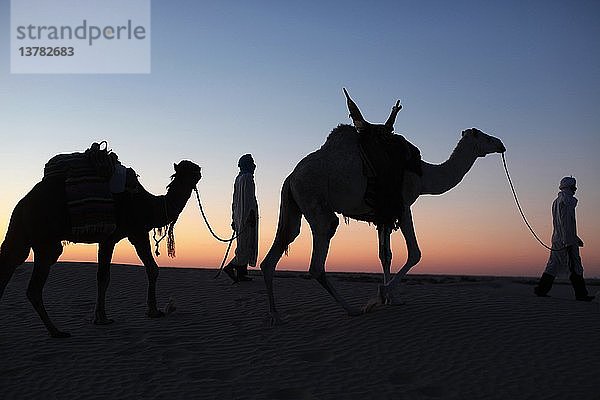 Kameltreiber in der Abenddämmerung in der Wüste Sahara  Douz  Tunesien.