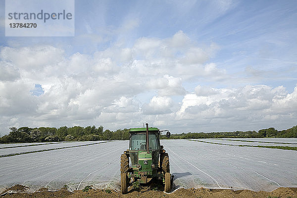 Grüner Traktor  geparkt am Ende eines mit Schutzvlies abgedeckten Feldes  Bawdsey  Suffolk  England