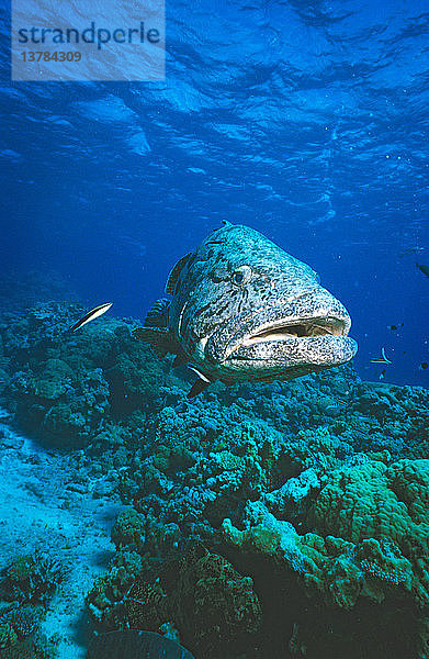 Kartoffeldorsch Great Barrier Reef  Queensland  Australien