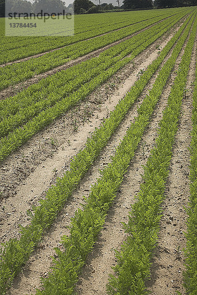 Feld mit jungen Möhren  Shottisham  Suffolk  England