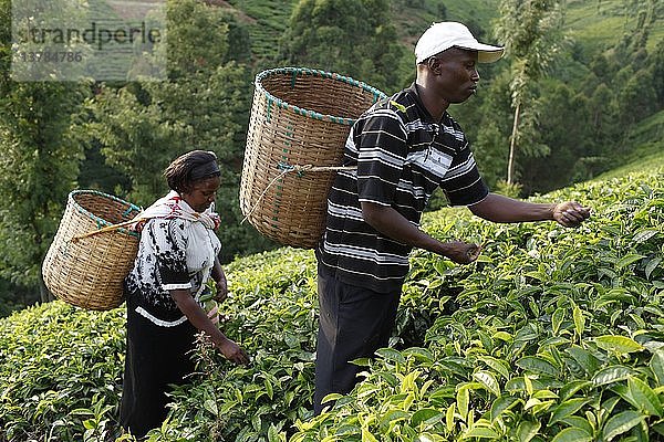 Landwirt Lincoln Kimanthi Mugo und seine Frau Polly Mukami (beim Teepflücken) bedienen ein Darlehen von 80 000 KS von BIMAS microcredit  Kenia