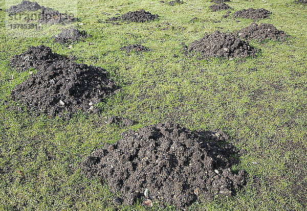 Maulwurfshügel im Gras Garten Rasen