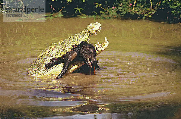 Ästuarisches Krokodil frisst Wildschwein Nord-Queensland  Australien