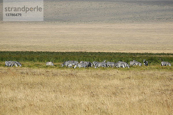 Zebraherde im Ngorongoro