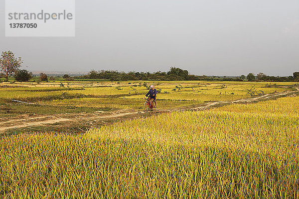 Kambodschanischer Bauer fährt mit dem Fahrrad zwischen Reisfeldern