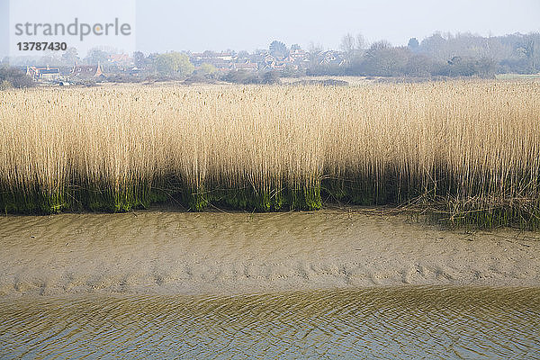 Schilfgürtel bei Niedrigwasser  Fluss Alde  Snape  Suffolk  England  mit Dorf auf höherem Niveau über dem Überschwemmungsgebiet