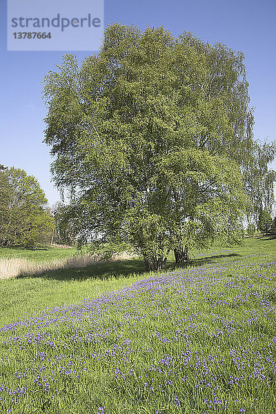 Silberbirken und Glockenblumen auf einer Frühlingswiese  Butley  Suffolk  England