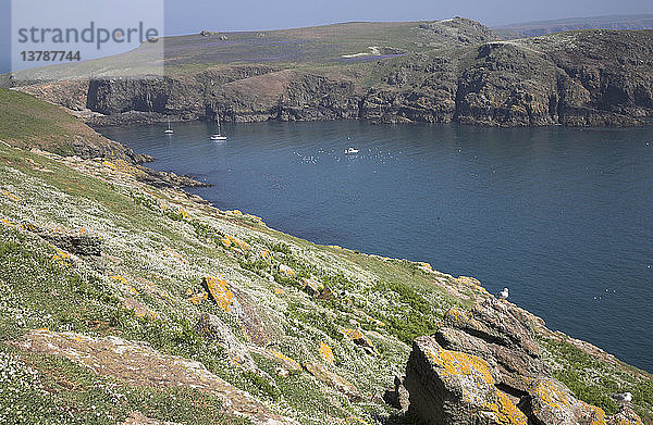 Insel Skomer  Pembrokeshire  Wales