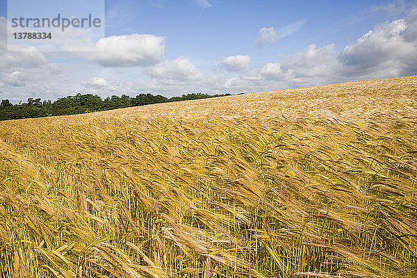 Feld mit goldener Gerste im Sommer  Shottisham  Suffolk  England