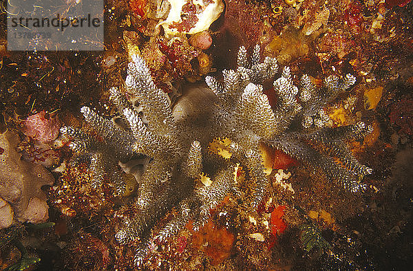Weichkoralle (Capnella sp.)  Kolonie  mit zum Teil ausgebreiteten Polypen zur Nahrungsaufnahme. Känguru-Insel  Südaustralien