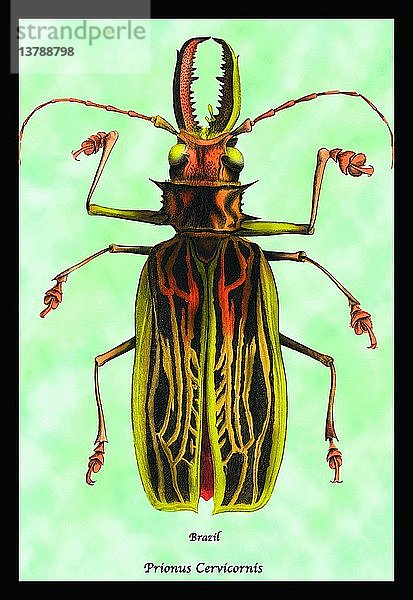 Käfer: Brasilianischer Prionus Cervicornis #1 1830