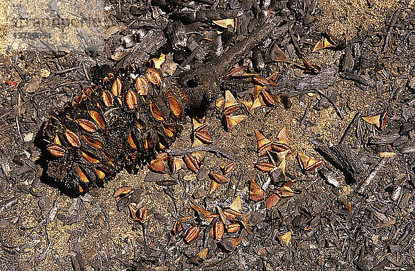 Buschfeuer  Pflanzenregeneration  Banksia-Arten  Hier haben sich mehrere einzelne Früchte in einem Zapfen geöffnet und jeweils zwei geflügelte Samen freigesetzt New South Wales  Australien