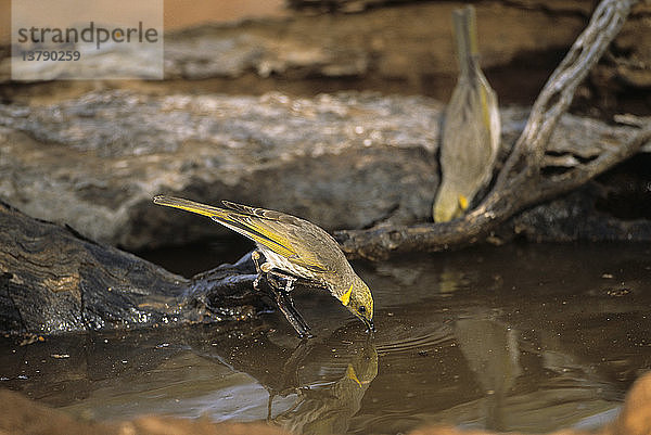 Gelbschnabel-Honigfresser  Lichenostomus ornatus  Paar beim Trinken  Südaustralien