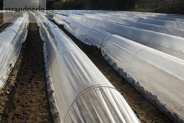 Plastikplanen zum Schutz der frühen Gemüseernte auf einem Feld  Hollesley  Suffolk  England