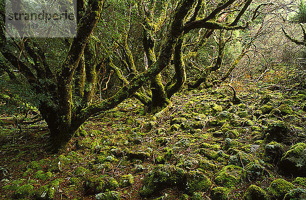 Kühl-gemäßigter Regenwald: moosbewachsene antarktische Buche  Nothofagus cunninghami  Cradle Mountain-Lake St Clair National Park  Tasmanien  Australien