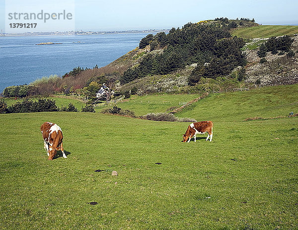 Guernsey-Rinder Insel Herm  Kanalinseln  Großbritannien