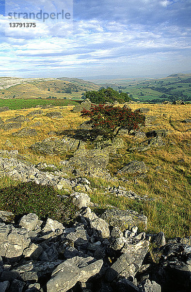 Norber Gletscherschutt Kalksteinlandschaft  Yorkshire Dales National Park  England